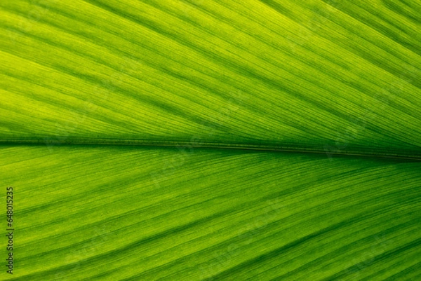 Fototapeta Green leaf texture. Leaf texture background, Banana palm leaf texture for design, Nature background and wallpaper