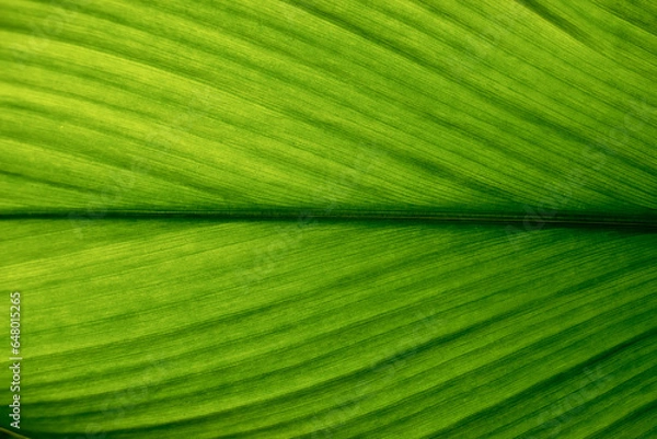 Fototapeta Green leaf texture. Leaf texture background, Banana palm leaf texture for design, Nature background and wallpaper