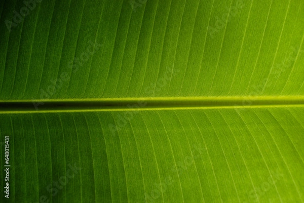 Fototapeta Banana leaf texture. Abstract green leaf, Large palm foliage nature dark green background.