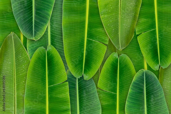 Fototapeta Green banana leaf background with copy specs for text. The leaves of the banana tree Textured abstract background, The leaves of the banana tree pattern.