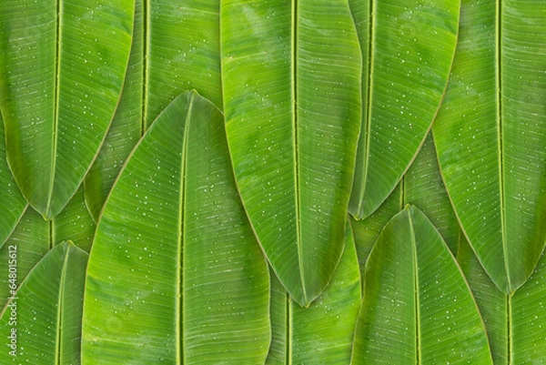 Fototapeta Green banana leaf background with copy specs for text. The leaves of the banana tree Textured abstract background, The leaves of the banana tree pattern.