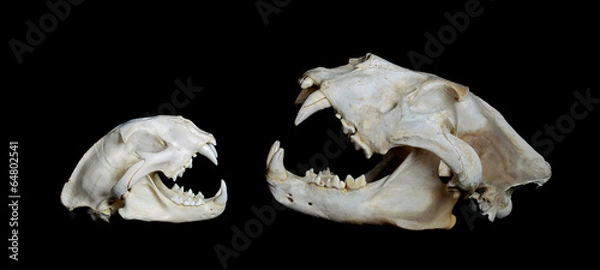 Obraz Cougar and Lion