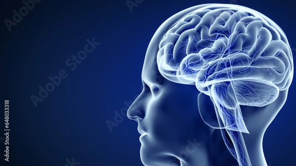 Fototapeta 3D Illustration of human brain nerve tracts based on magnetic resonance imaging (MRI) data.