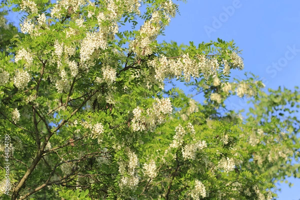 Obraz Robinienblüten