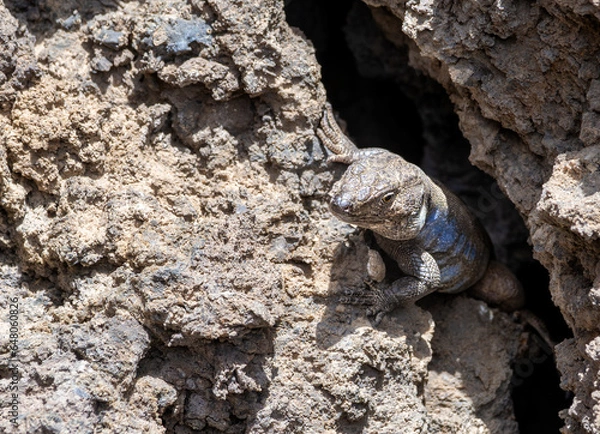 Fototapeta Lizard Tizon