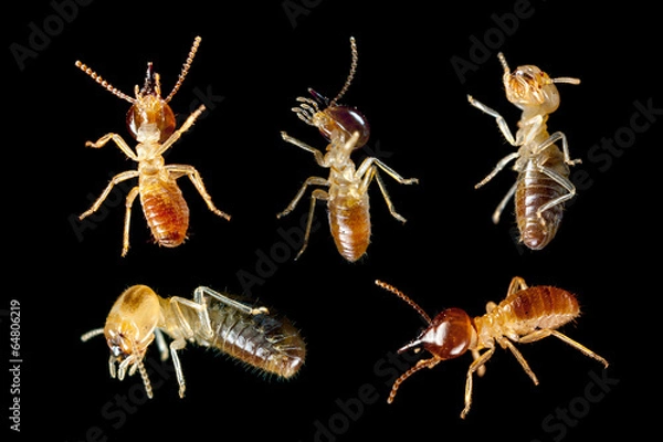 Obraz termite white ant isolated