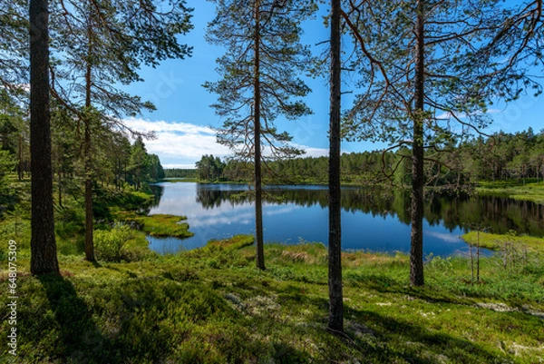 Fototapeta Lakeside view across a small tarn in a Swedish pine forest