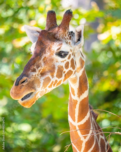 Obraz Giraffe Portrait