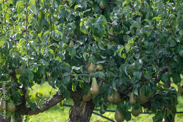Fototapeta Green organic orchards with rows of Conference  pear trees with ripening fruits in Betuwe, Gelderland, Netherlands