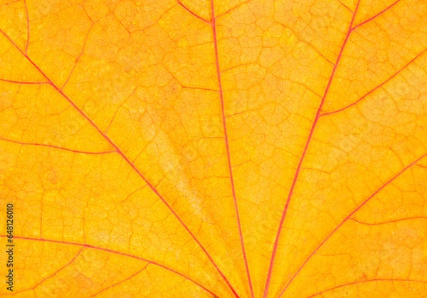 Obraz close up of maple tree leaf texture