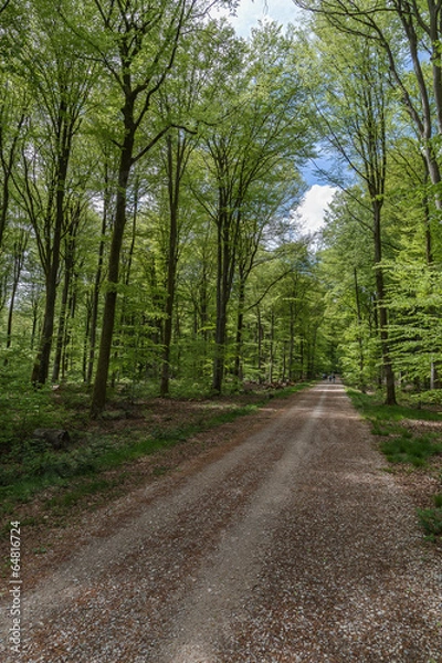 Fototapeta chemin forestier