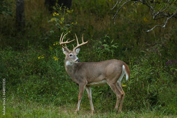 Obraz Buck Looking Back Over Shoulder