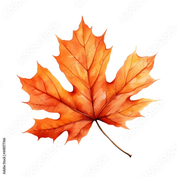 Obraz Autumn maple leaf 