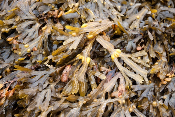 Obraz Fucus in its natural form