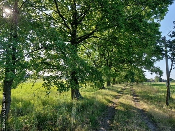Obraz Sonniger Feldweg