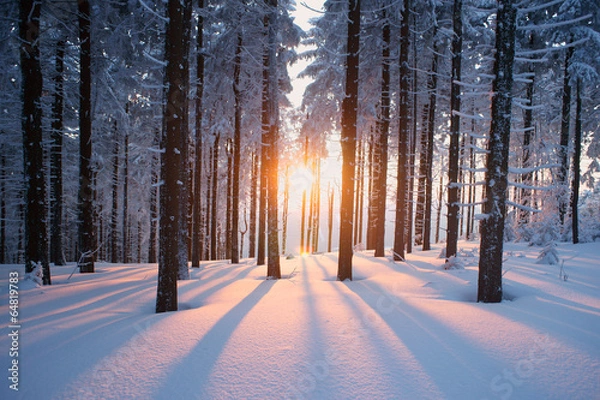 Fototapeta Zachód słońca w lesie w okresie zimowym