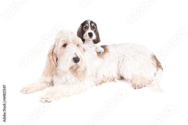 Fototapeta Grand Basset Griffon Vendeen dog and puppy on white background