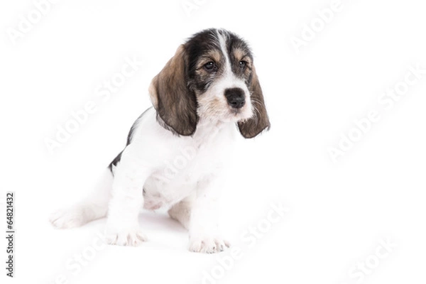 Fototapeta Grand Basset Griffon Vendeen puppy on white background