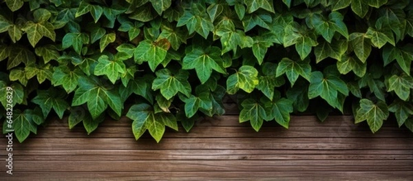 Fototapeta Wood texture with natural patterns on a green leafed background