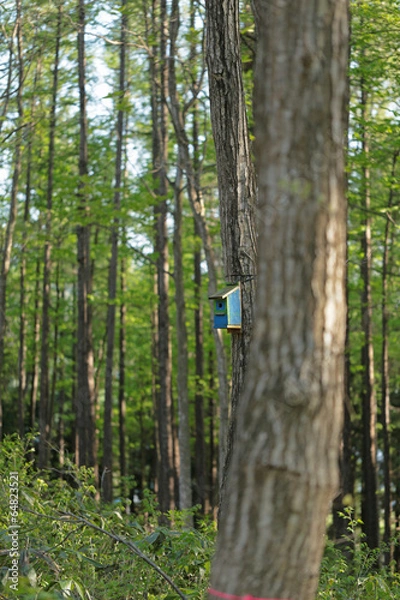 Fototapeta 青い巣箱