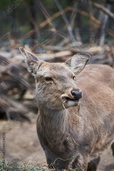 Obraz 여물을 먹는 고라니의 클로즈업