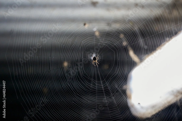 Obraz 어두운 터널 안에서 조명을 받아 빛나는 거미와 거미줄