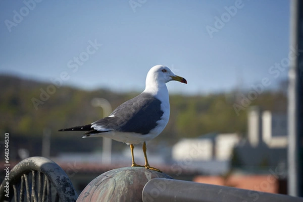 Obraz 울타리에 서서 도시를 바라보는 갈매기