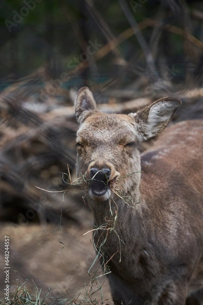 Obraz 여물을 먹는 고라니의 클로즈업
