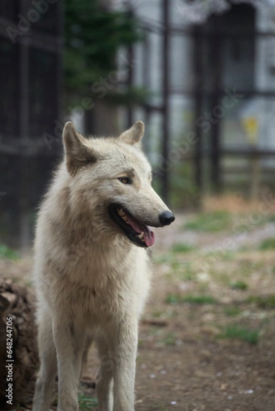 Obraz 벚꽃이 내린 철제 울타리 안의 흰색 늑대의 클로즈업