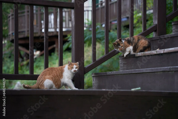 Obraz 공원의 계단에 앉아 경계하는 고양이 두 마리