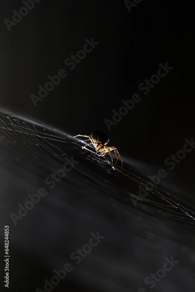 Obraz 어두운 터널 안에서 조명을 받아 빛나는 거미와 거미줄