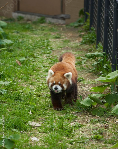 Obraz 철제 울타리 안의 들판을 걸어가는 래서판다