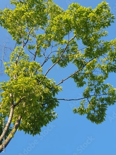 Obraz 푸른 하늘 아래의 활엽수 나무와  가지에 매달린 한 쌍의 매미