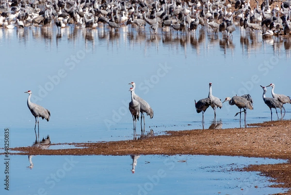 Obraz Sandhill Crane taking a Break during Migration

