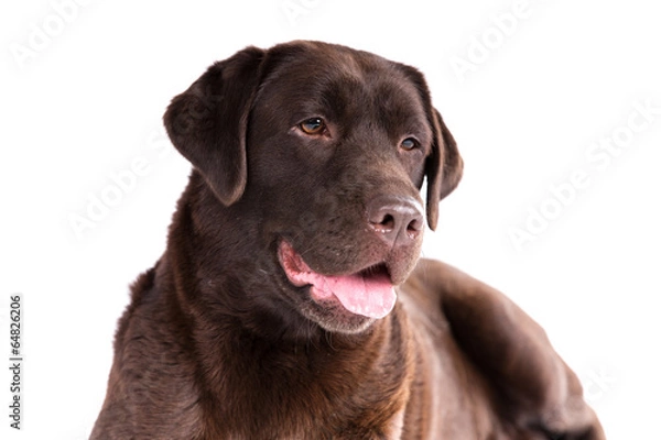 Fototapeta Labrador retriever dog on a white background