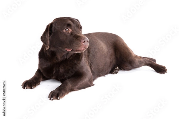 Fototapeta Labrador retriever dog on a white background