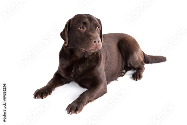 Fototapeta Labrador retriever dog on a white background