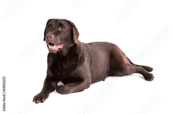 Fototapeta Labrador retriever dog on a white background