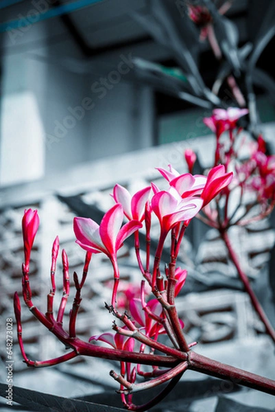 Obraz flower, nature