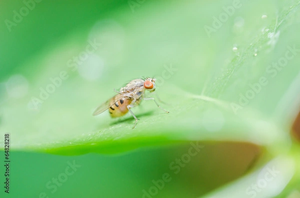 Fototapeta fly in green nature