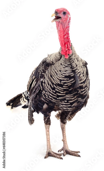 Fototapeta Dark turkey isolated.