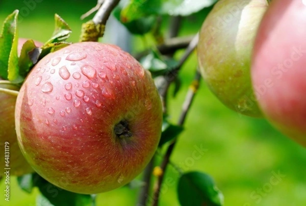 Fototapeta Apples on tree.