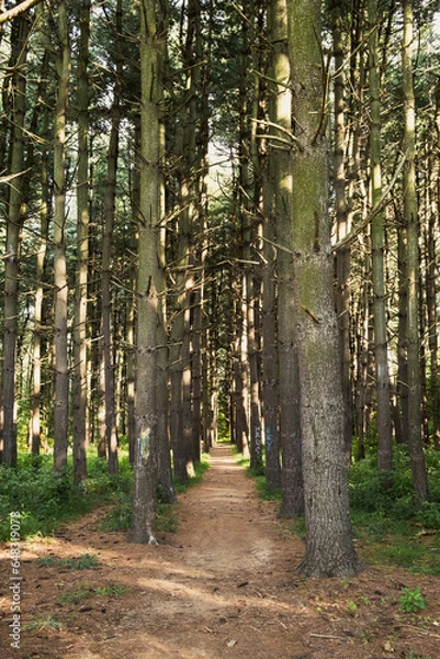 Fototapeta Path through tall trees