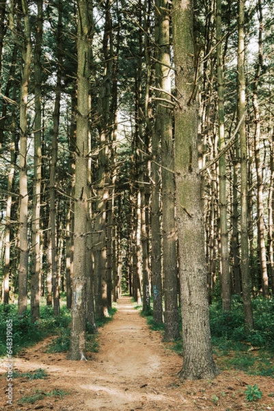 Fototapeta Tall trees