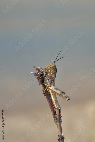 Fototapeta brown grasshopper perched on a branch