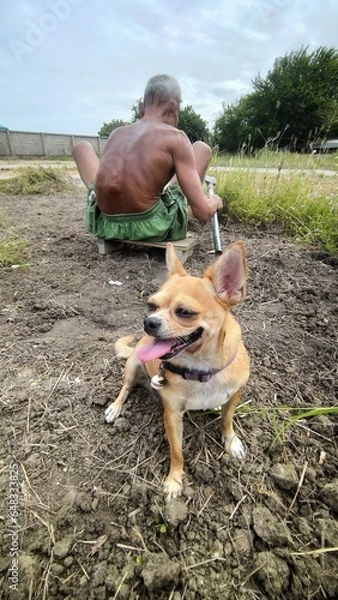 Obraz person with dog