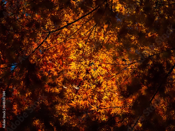 Obraz 紅葉したモミジ2