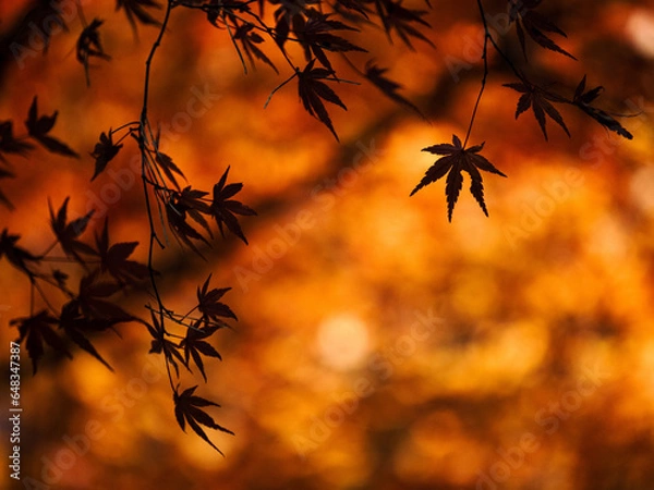 Obraz 紅葉のシルエット