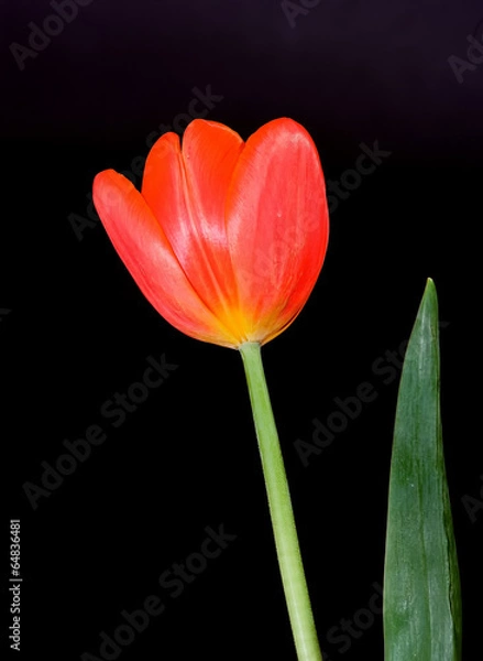 Obraz Orange Tulips