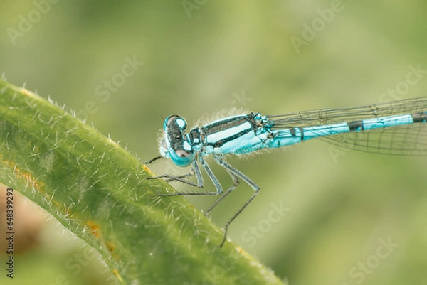 Obraz Belle petite libellule bleue